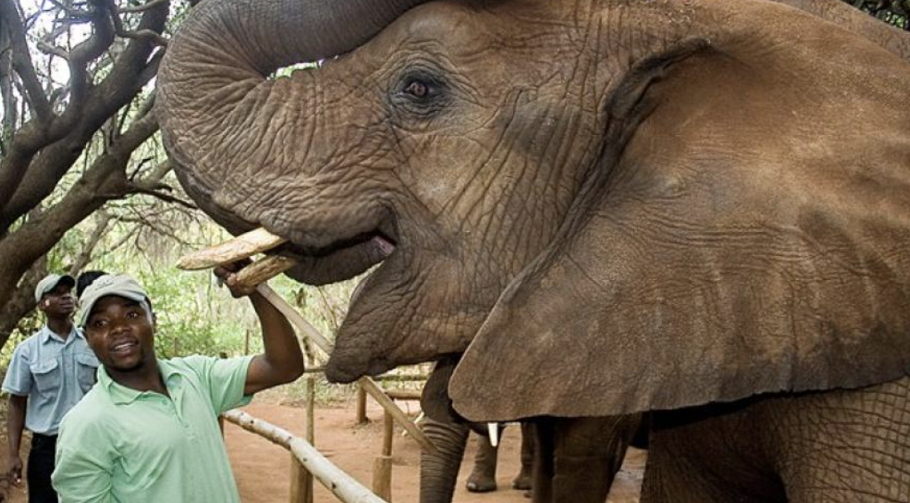 Elephant Encounter - $142